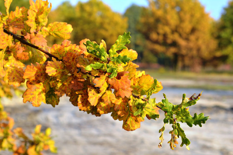 autunno toscana agriturismo il sugheretello